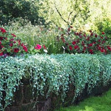 DICHONDRA Argentea Trailing Hanging Silver Falls Gray Grey 5 Rare Seeds