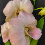 Dendrobium Orchid seedling plug seedling'Peach and cream"Shamilah live plant