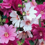 50 Pcs  Lavatera Mixed Beauty Flower Seeds-LAVATERA TRIMESTRIS/ (FL152)