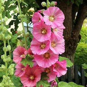 25 Seeds Hollyhock Cottage  Rose Pink  Seeds  (Perennial)