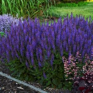Blue Salvia Plant (Salvia Pratensis) Seeds