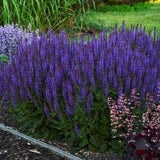 Blue Salvia Plant (Salvia Pratensis) Seeds