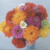 Giant Zinnia Flower Seeds - Cactus and Dahlia types mixed together for a brilliant showing