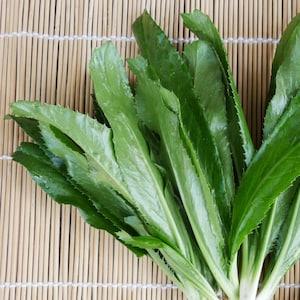 LARGE PACKET | 1500+ seeds of Non-GMO Culantro/ Mexican Recao/ Shadow Beni/Sawtooth Coriander/Bhandhania/Bilati Dhaniya/ Viet Cilantro.