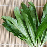 LARGE PACKET | 1500+ seeds of Non-GMO Culantro/ Mexican Recao/ Shadow Beni/Sawtooth Coriander/Bhandhania/Bilati Dhaniya/ Viet Cilantro.