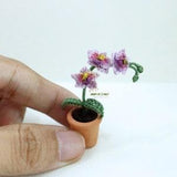 Miniature potted orchid, Tiny teeny orchid flower pot, Mini phalaenopsis, Mother's day gift, Spring flower gift