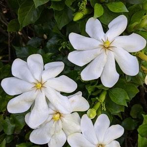 Rare Exotic Gardenia of the Forest 15 Seeds