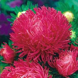 Aster Tall Needle Inga Purple Pink Flowers 1g - 200 NON GMO Seeds - Callistephus Chinensis