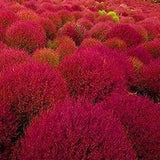 50 Pcs Burning Bush Seeds- Kochia Scoparai- Kochia Trichophylla- Summer Cypress-Unique Foliage Plant- Green in Summer, Red in Fall!/ (P037)