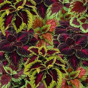 50 Seeds- Ornamental Rainbow Mix Coleus Plant Seeds- Solenostemon Scutellaroides-J025