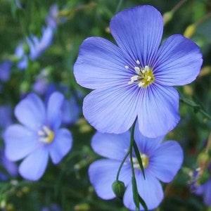 50+seeds Sky Blue Flax (Linum Usitatissimum Sky Blue) Seeds Organic