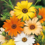 BULK | AFRICAN DAISY/Aurantica Daisy seeds | 5 grams | 800 seeds | Orange, Yellow, Peach Daisy Flowers | High Germination | Fresh Seed