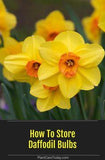 Storing Daffodil Bulbs Flower Delivery