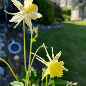Columbine Seeds (10) - McKana's Giant Yellow