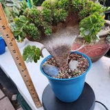 Crested Anoenium Halloween -Receive The Actual Live Plants And Will Receive Free Pot Of Ephyllium Orchids Cactus/Calculate Shipping Costs