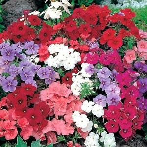Phlox Drummond's Phlox Flowers Blend 0.5g - 100 Seeds - Phlox Drummondii NON GMO