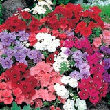 Phlox Drummond's Phlox Flowers Blend 0.5g - 100 Seeds - Phlox Drummondii NON GMO