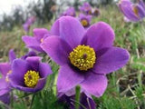'Zi Die YingFeng' Dark Purple Peony Flower Seeds With Black Spot Fragrant Plants