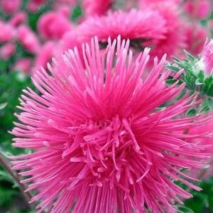 China Aster Needle Valentine Pink Flowers 1g - 200 NON GMO Seeds - Callistephus Chinensis