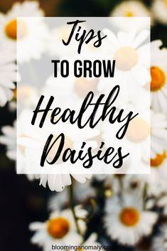 Tips to Grow Healthy Daisies Flower Delivery