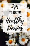 Tips to Grow Healthy Daisies Flower Delivery