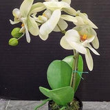 ARTIFICIAL Phalaenopsis orchid plant, tropical flowers MINT PARFAIT