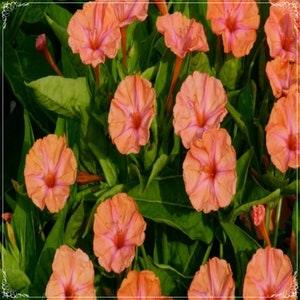 10 Seeds Fragrant Salmon Four O Clock aka Marvel of Peru Mirabilis Jalapa Flower Seeds, Evening Primrose, Heirloom