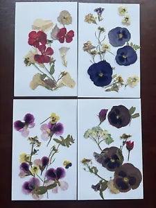 Four REAL Pressed flower no color enhancement 8.5x5.5 size