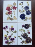 Four REAL Pressed flower no color enhancement 8.5x5.5 size