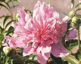 Peony Wall Art Print Canvas Decoration 40 50 cm