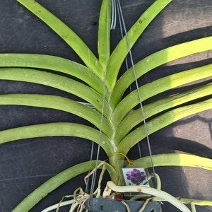 Orchid Vanda Pure's Wax Pink Tropical Hanging Plants