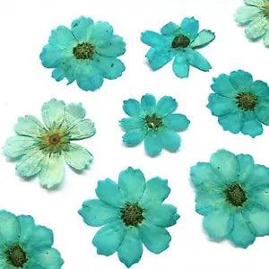 10pcs Gerbera Dried Flowers Preserved Flower Accessories for DIY Specimen...