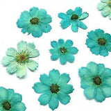 10pcs Gerbera Dried Flowers Preserved Flower Accessories for DIY Specimen...
