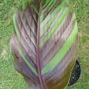 Darjeeling Banana - Musa sikkimensis Manipur - 5 seeds