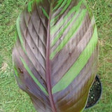Darjeeling Banana - Musa sikkimensis Manipur - 5 seeds