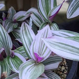 Tradescantia Nanouk cuttings, Fantasy Venice, Variegated Wandering Dude, Tropical Hanging Plant
