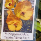 Orchid Vanda Nopporn Gold x Tubtim Velvet Tropical Hanging Plant
