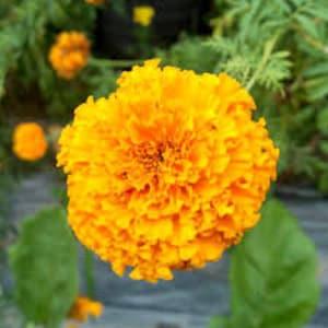 marigold tall double mixed - code 855