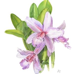 Orchid. Ukraine artist Mi Corazon. Watercolor art, Watercolor flover, Floral watercolor, Wall art, Room decor,  Ukraine seller, Ukraine shop