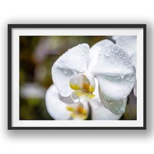 White Orchid with water droplets, Wall Decor, Art, Poster, Orchid, Spring