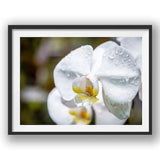 White Orchid with water droplets, Wall Decor, Art, Poster, Orchid, Spring