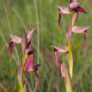 Serapias lingua, tongue-orchid, ground orchids micro orchid