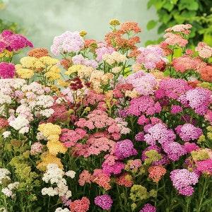 Yarrow Milfoil Flowers Blend 0.2g - 500 Seeds - Achillea Millefolium NON GMO