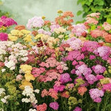 Yarrow Milfoil Flowers Blend 0.2g - 500 Seeds - Achillea Millefolium NON GMO