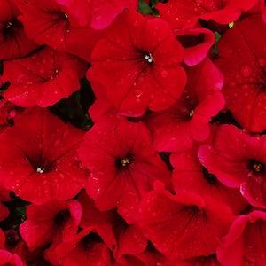 PETUNIA 'RED VELOUR' Wave Spreading Trailing Deep Rich Velvet Colour, 10 Seeds