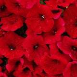 PETUNIA 'RED VELOUR' Wave Spreading Trailing Deep Rich Velvet Colour, 10 Seeds