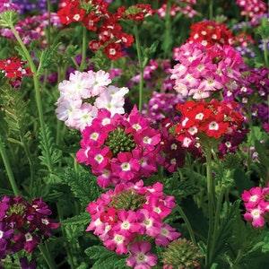 Verbena Flower Seeds - Mammoth mix - Larger variety for more impact.