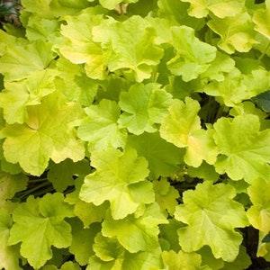 LIME CORAL BELLS Heuchera Green Yellow Cream Flowers, 20 Seeds