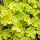 LIME CORAL BELLS Heuchera Green Yellow Cream Flowers, 20 Seeds