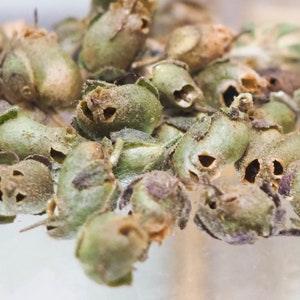 Dried Snapdragon Skull Seed Pods - West Coast Garden Grown - Curio Cabinet Decor - Seed Pods in Glass Vial - Witchy Altar - Occult Decor
